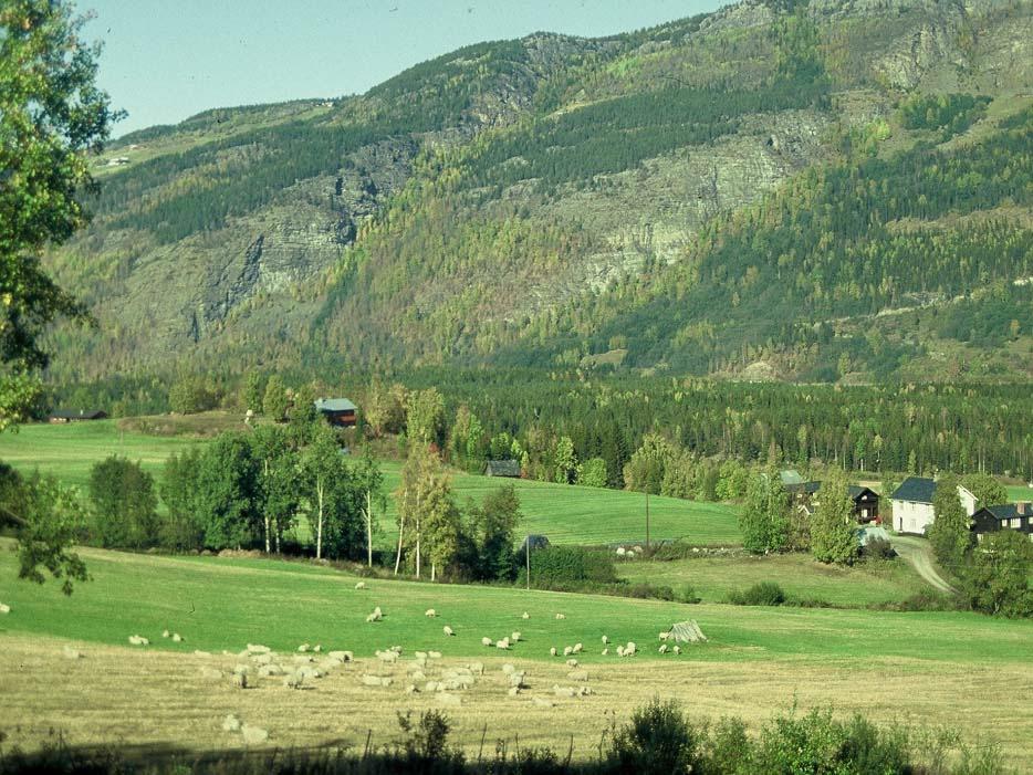 Målsetting: Norge skal fortsatt vera eit husdyr- /beiteland der utmarksbeita danner grunnlag for