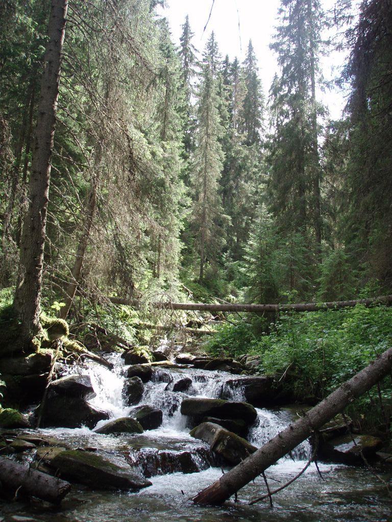 Bilder fra området Linvikselva Gammel granskog langs