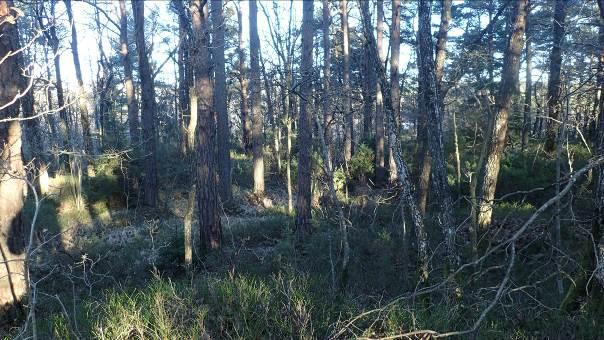 Bilde 41 og 42 (2041-42) Eldre naturskog dominert av furu, vegetasjonstype: blåbærskog.