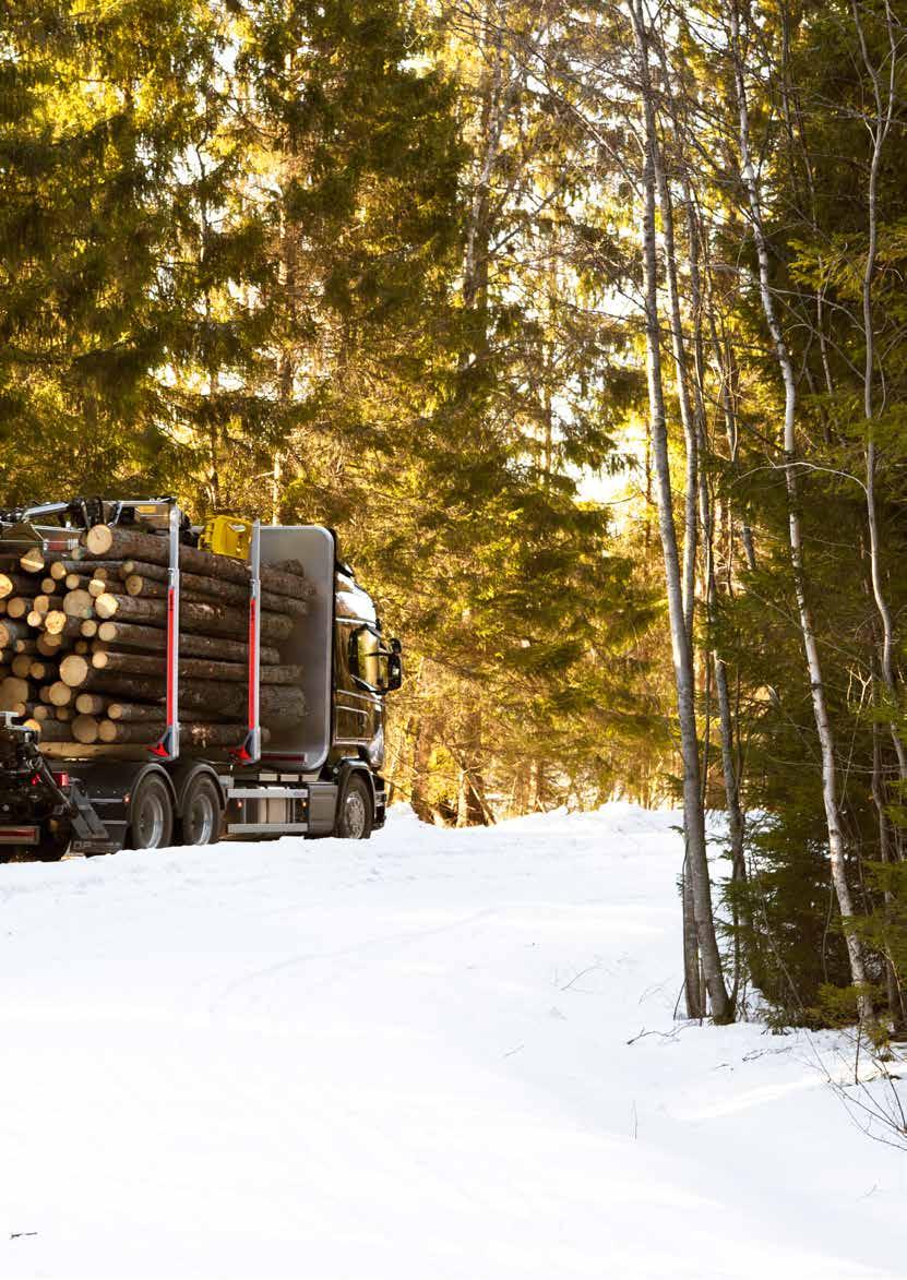 Det er noe evig med skogen.