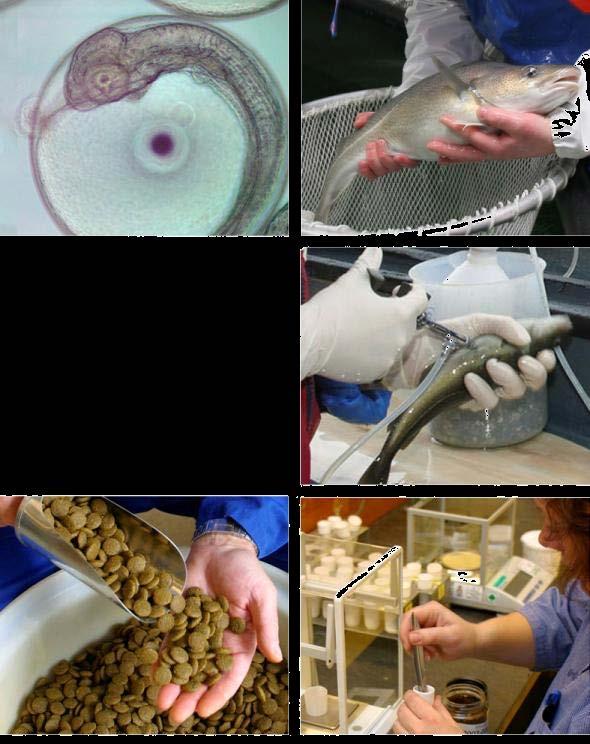 Akvakultur Avl og genetikk Utvikle avlsverktøy og metodikk for å frembringe dyregrupper som er mer effektive i oppdrett Produksjonsbiologi