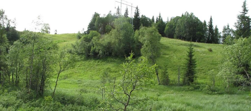 Bilder Figur 5. Utsyn over de slake bakkene i slåttemarka Lillery 2 (myra i forkant inngår ikke i lokaliteten).