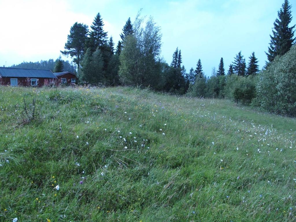 Det er ellers gunstig at engkanten ryddes fram der skogen har breia seg utover. Bilde tatt mot nord. Foto: Steinar Vatne. Figur 6. Parti fra vestre del av slåttemarka.