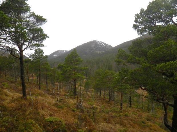 amfibilott og migmatittgneis (NGU.no). I dalbunnen renner Skjellåa, mens andre elver (som Indre Trollengelva) og bekker kommer ned dalsiden og kobles til Skjellåa.