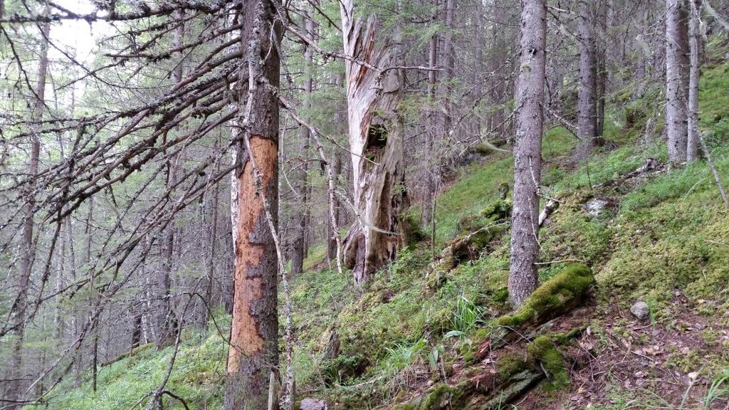 nedbrytningsstadier finnes rikelig i deler av