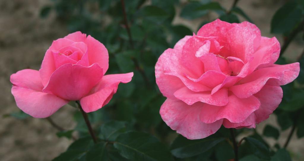 DEZIRE Desiree Vrhunska ruža velikih cvetova, zasićeno ružičaste boje. Snažnog habitusa otporna na bolesti.