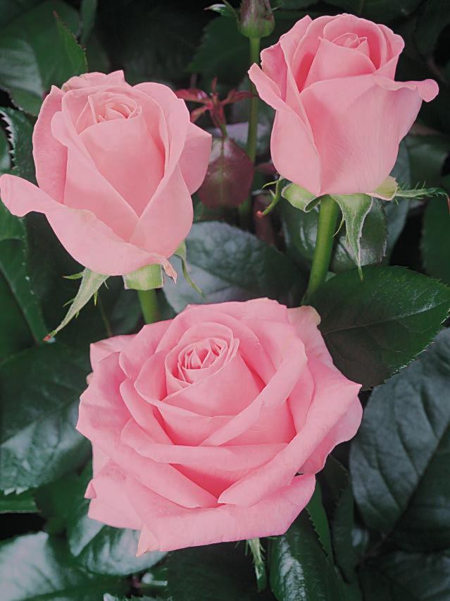proglašena je najboljom i najlepšom ružom SAD. Cvetovi su porcelansko-ružičaste boje i laganog mirisa.