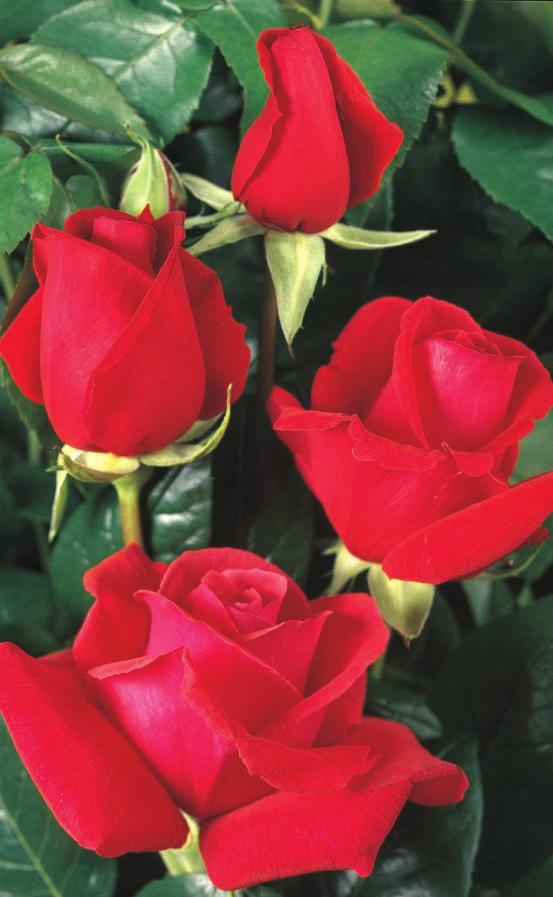 DUFTVOLKE Duftwolke Svojim veoma intenzivnim mirisom, lepim bleštavo-crvenim cvetovima, ova ruža zauzima visoko mesto među crvenim ružama.