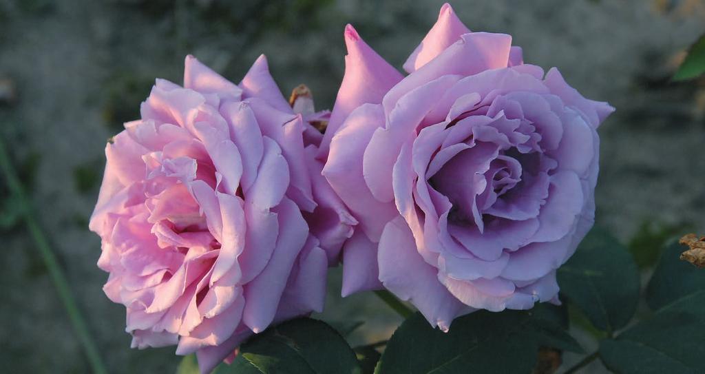 (Meilland 1975) SAMER LEDI Summer Lady Iz izduženog pupoljka razvija se izrazito veliki cvet, svetlo ružičaste boje presvučen sa nešto jačim ružičastim tonom.