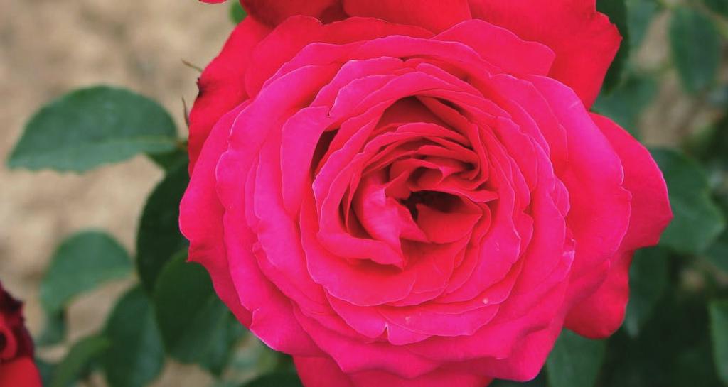 AKAPELA Acapella Zbog dvobojnosti, unutra je crvena kao trešnja, sa spoljašnje strane srebrnasta, ekstremno jakog mirisa i napunjenih cvetova ova će plemenita ruža