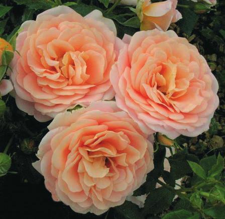 (TANTAU 2011 god) GEJŠA Geisha Obilje cvetova kajsija oranz boje prekriva zbun visine 50-70cm.