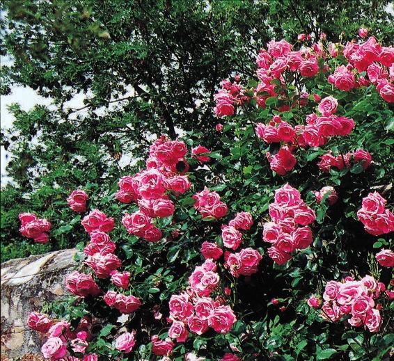 cvetovi imaju bogat slatko-začinski miris; može da se gaji kao penjčica ili grmolika ruža, pogodna za sadnju