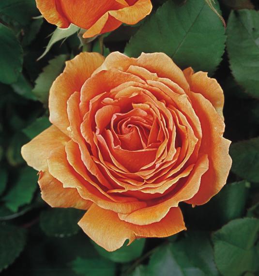 NOSTALGIJA Nostalgie Novi tip ruže, koji oduševljava svojim oblikom, bojom i mirisom.