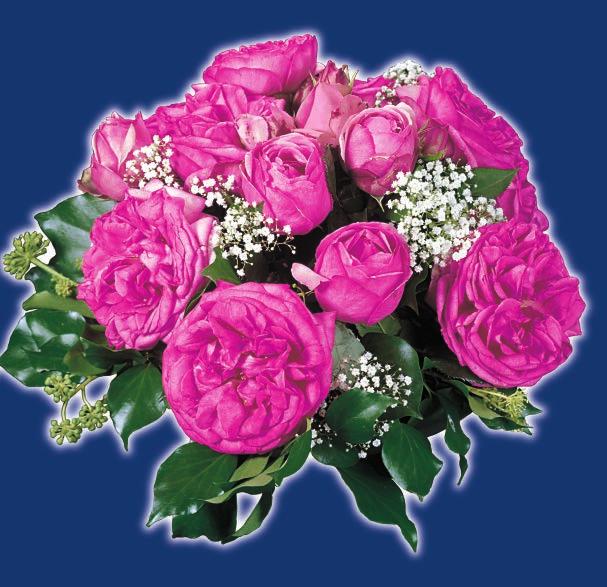 Nostalgične ruže 58 VALCER TRAUM Walzertraumn Pun cvet sa dosta cvetnih latica nostalgičnog izgleda, izraženog mirisa, tamno ružičaste boje (pink).