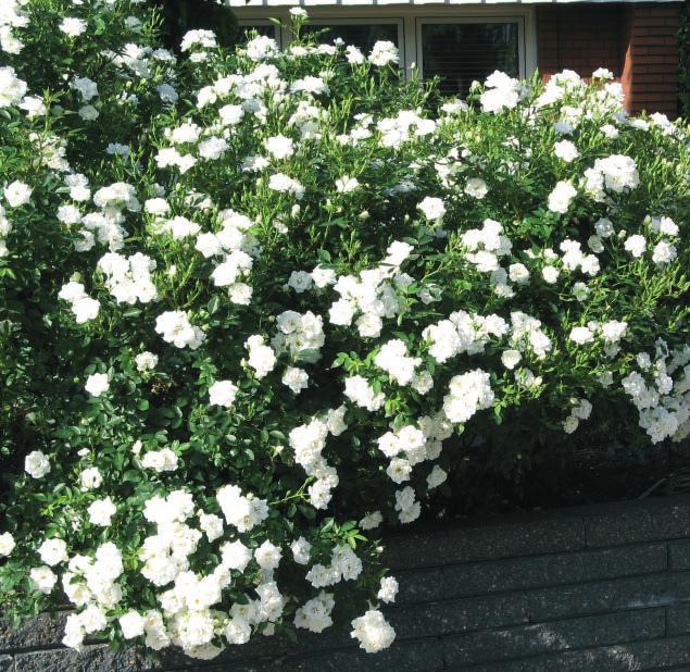 VAJT MEJDILEND White Meidiland Krupni kovrdžavi cvetovi A 6-7 cm, čisto-bele boje.