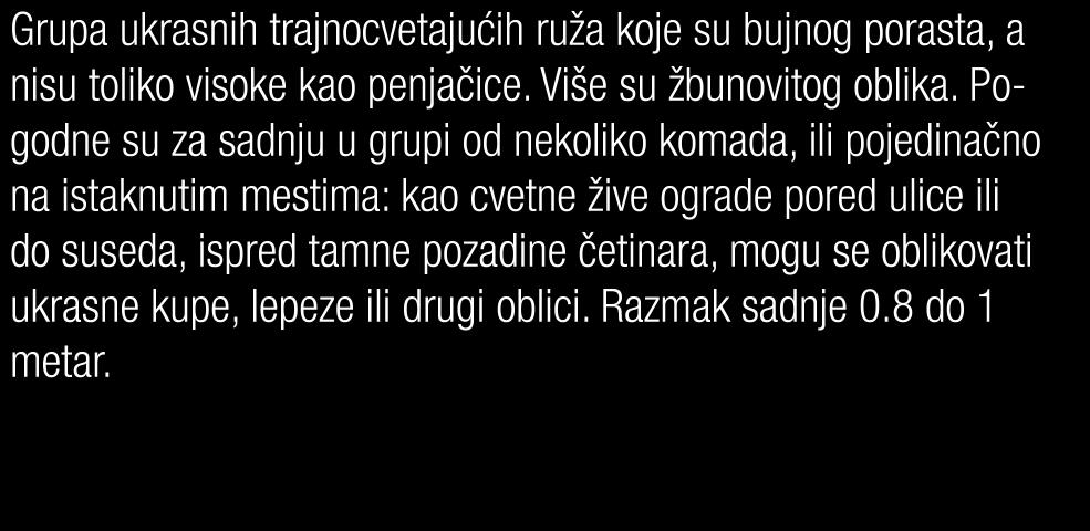 ispred tamne pozadine četinara, mogu se oblikovati ukrasne kupe, lepeze ili drugi oblici. Razmak sadnje 0.8 do 1 metar.