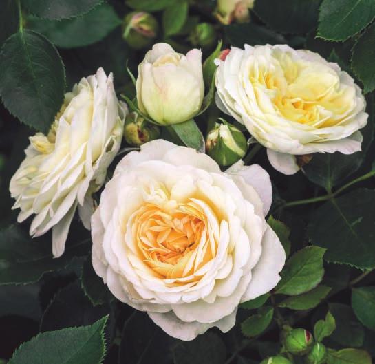 ARTEMIS Artemis Snažne cvetne nostalgične grmolike ruže. Pravi dodatak našem asortimanu mirisnih nostalgičnih ruža.