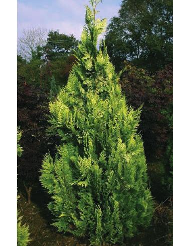 Thuja