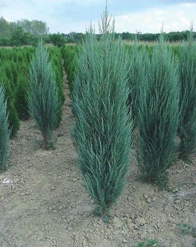 Juniperus