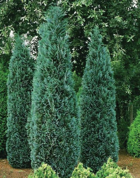 aurea" Juniperus