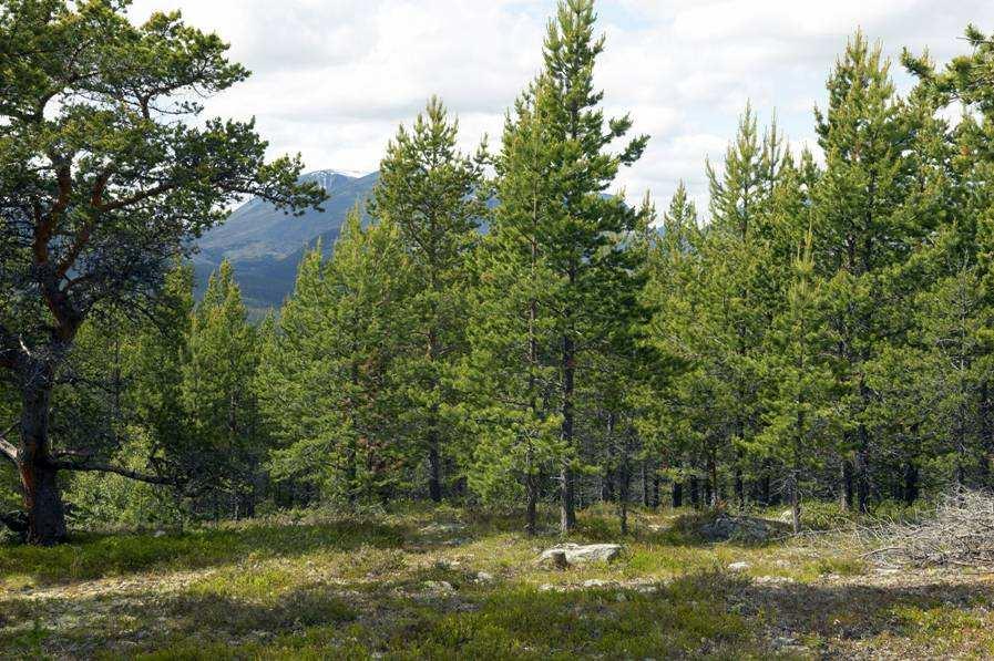 Knut Aune Kunstforlag Aune Forlag