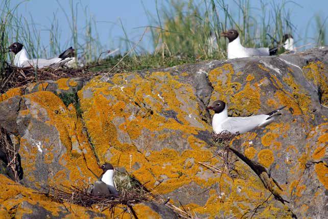 Hettemåke () Larus ridibundus Hettemåkekoloni på oransje lavbevokst kalkstein. Hvor lenge får vi oppleve dette vakre synet i indre Oslofjord? Foto Morten Bergan.