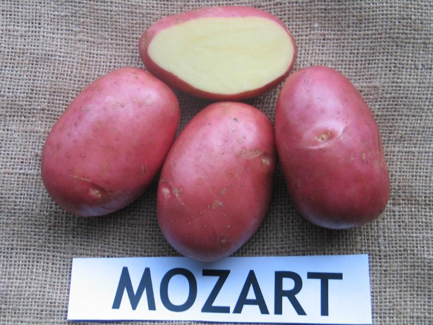 Presentasjon av Mozart Plantesortsnemnda, mars 2010 Søknadsnummer : 848 Foredler HZPC, NL Norsk sortsrepresentant : Graminor Kryssning : Redstar x Caesar Foredlerbetegnelse : RZD 93-1200 Prøveperiode