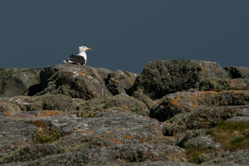 regionale og kommunale forvaltningsmyndigheter Svartbak, Smøla Utarbeiding av veiledningsmateriale