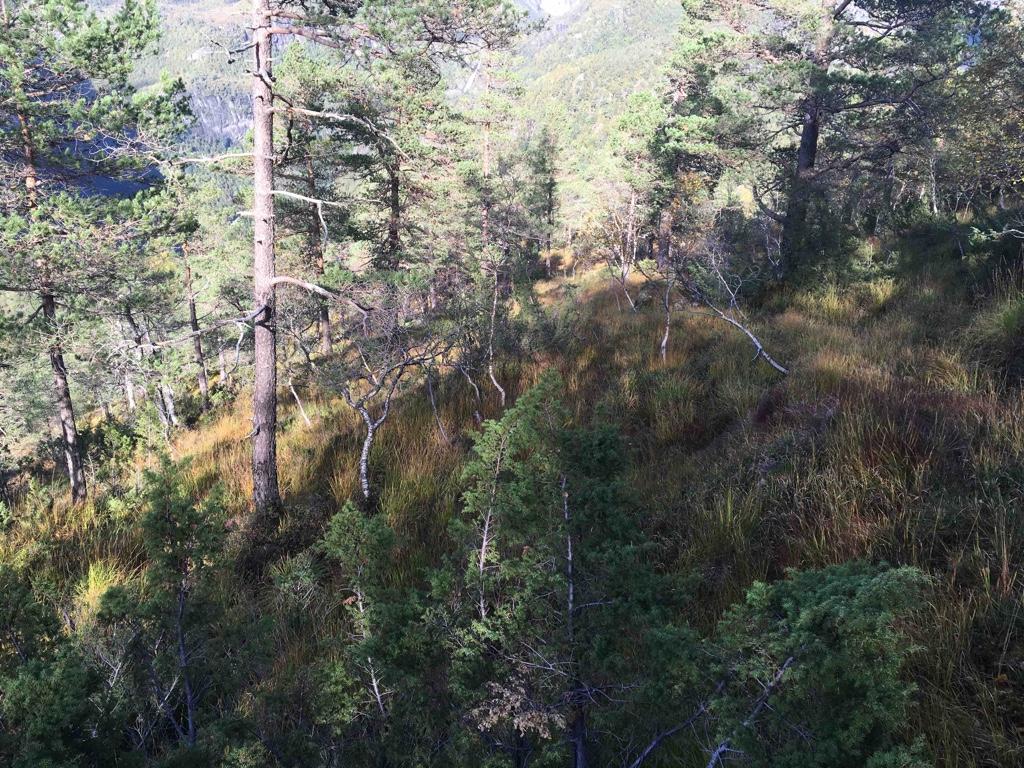 Fjellsenden står det tett med strandrør og noen