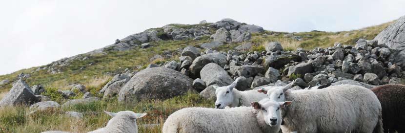 I løpet av en formiddag har Martin Moi og medhjelperne hans drevet ned 100 voksne sauer med lam. Det er godt å ha Bjerkreimsenderen som utgangspunkt når man skal finne sauene i 4.
