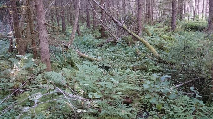 Til venstre: Frodig gammelskog langs bekk i lokalitet 400. Til høyre: Våt sumpskog i lokalitet 401. Foto: Anders Thylén.