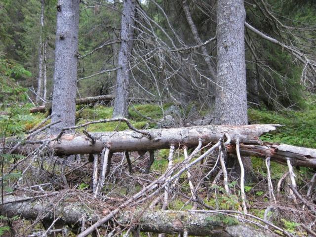 ved munningen av kløfta