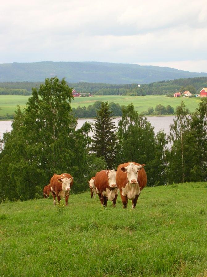 Tradisjonelt landbruk Budskapet i meldinga er at produksjon av nok,