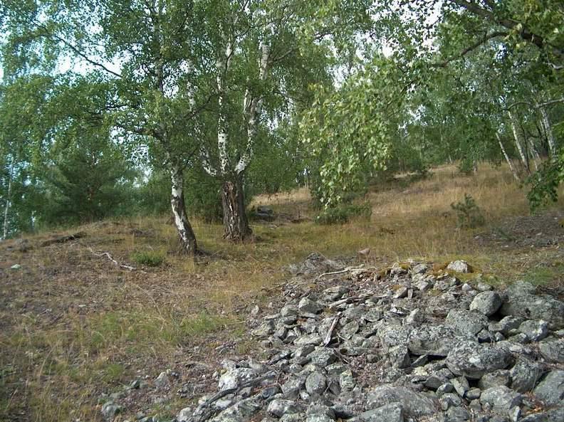 Hagemark Tørre hengebjørkhager i Nord Gudbrandsdalen Opptrer ofte på rasmark eller i bratte sør eller vestvendte lier med grunt jordsmonn og