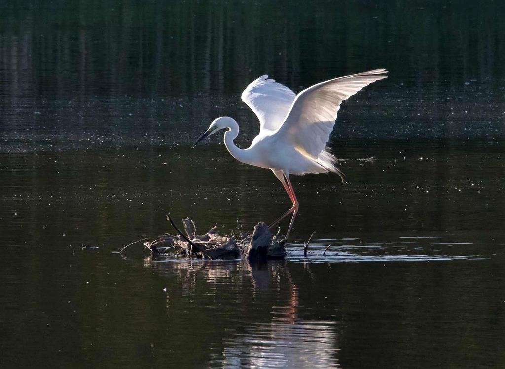 Egretthegre, Linnesstranda 04.06.16. Foto: Jens E. Nygård Gråhegre Ardea cinerea * hekkefunn (3) 2016: 2 ind. besøker bebodd reir Rud skog, Øvre Eiker 26.3 (Per Øystein Klunderud). 1 par reirbesøk?