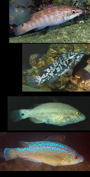 Rensefisk Ble benyttet på 90-tallet i noe omfang Kraftig økning fra 2008 Flere arter leppefisk (villfanget) Berggylte