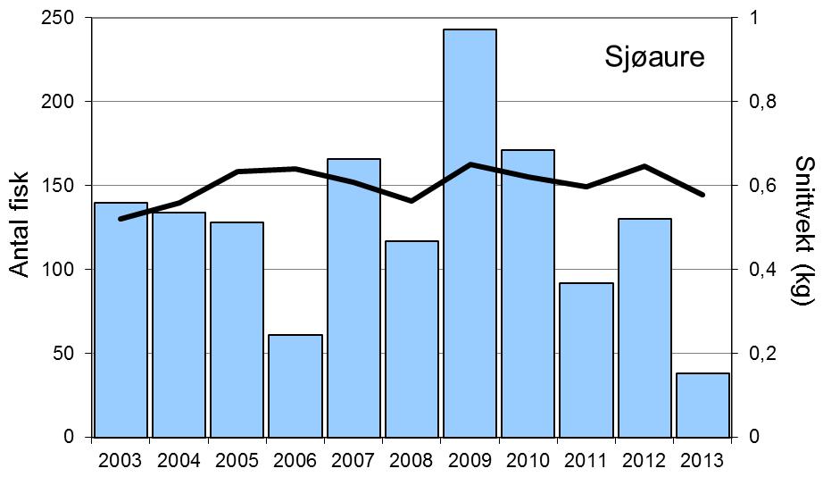 I 2009-12 vart 4-13 % av sjøaurane sette ut att i elva. Desse er inkludert i fangsten (figur 1).