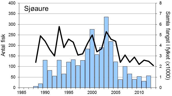 Det vart ikkje registrert fangst av sjøaure i 2013. Fangsten av både laks og sjøaure dei siste 8-10 åra har variert om lag som i resten av fylket (figur 1, linjer).