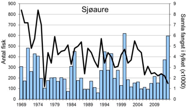 Etter rekordfangsten i 2000 (620 fisk), var fangstane låge ein del år, men utviklinga dei siste tre åra har vore svært positiv.