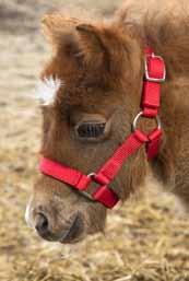 : Pony...239,- B. FØLL-/SHETLANDSGRIME. Cushion web-grime som kan reguleres ved nese og nakke.