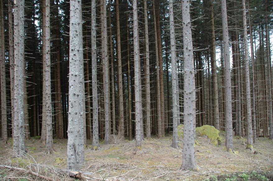 TETTERE PLANTING GIR Større produksjon og CO2-opptak Redusert kvistdiameter Høyere karbonlager i skogen og i jorda Høyere densitet på virke Bedre bruddstyrke Større stabilitet mot