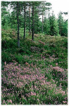 SKOG FOR GJØDSLING