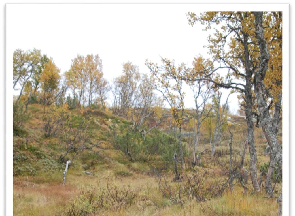 Sør for området ligg Brattefjell-Vindeggen landskapsvernområde; eit dyrelivfreda område som omfattar delar av kommunane Hjartdal, Seljord, Tinn og Vinje, og som er eit leveområde for villreinen