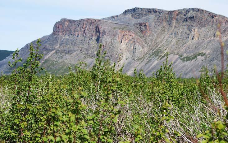 Hoveddelen av holmen har storvokst skog, dominert av bjørk, og er nokså frodig. Normal flo i sjøen går omtrent hit. I skogen hekker det gråtrost og rødvingetrost, samt løvsanger.