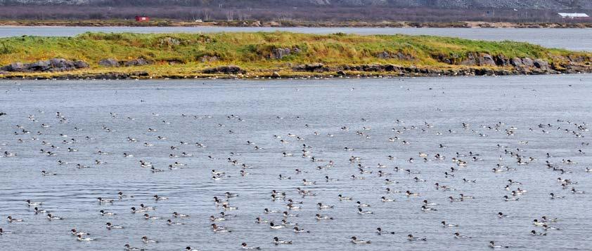 skjærpiplerke, blåstrupe, løvsanger, temmincksnipe, enkeltbekkasin, krikkender og liryper. Holmen heller svakt medstrøms, mot nord.