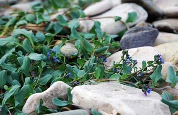 Østersurt er lett kjennelig med sine fiolette blomster og spesielle grønnfarge. Den tåler godt saltvann, og er dessuten en rik kilde til c-vitamin. Navnet har den fått fordi den smaker østers.