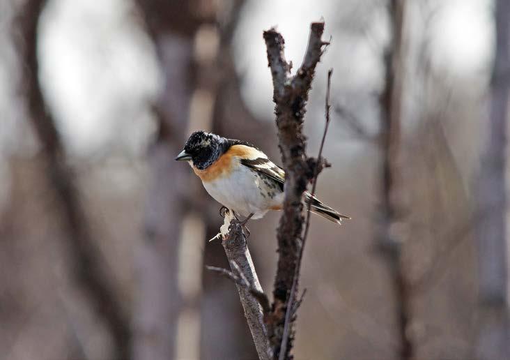 De bytter bort et godt beite i skogen mot et område fritt for insekter. Mangelen på insekter i vegetasjonen gjør at det er få insektspisende fugler som beiter der.