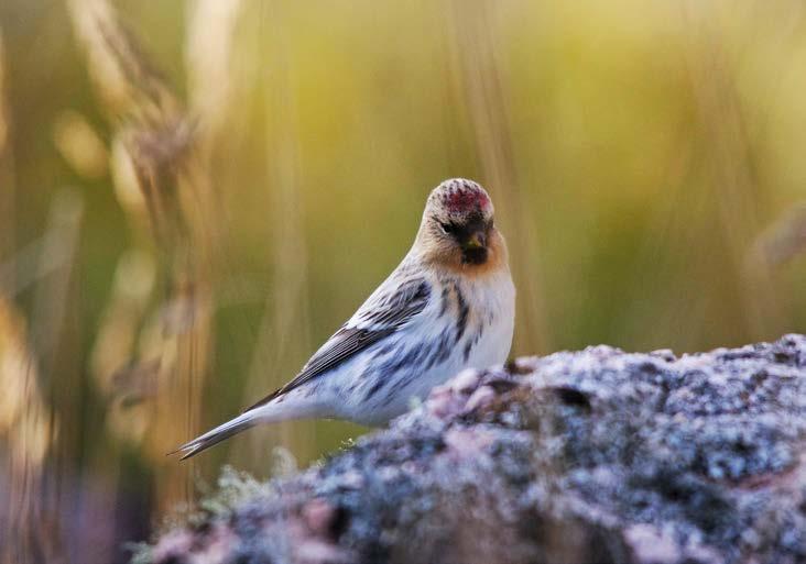 X X x - Gransanger Phylloscopus collybita - (x) - - - Fuglekonge Regulus regulus - - - (x) - Svarthvit fluesnapper Ficedula hypoleuca B X X x - Granmeis Parus montanus B X X X X Lappmeis Parus