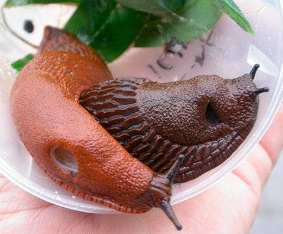 Levevis Hva spiser brunskogsneglen? Den er nesten altetende og spiser både dødt og levende plantemateriale, døde snegler og avføring fra dyr.