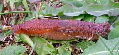 krydderurter, salat, grønnsaker, bær og frukt. Ellers elsker den løvetann og mange ville planter. Lys og mørk brunskogsnegl Hvem spiser brunskogsnegler?